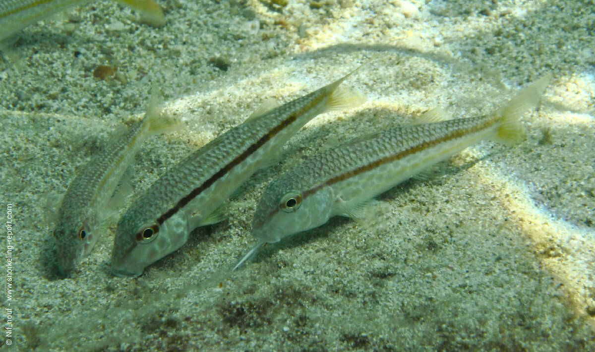 Goatfish in Mallorca