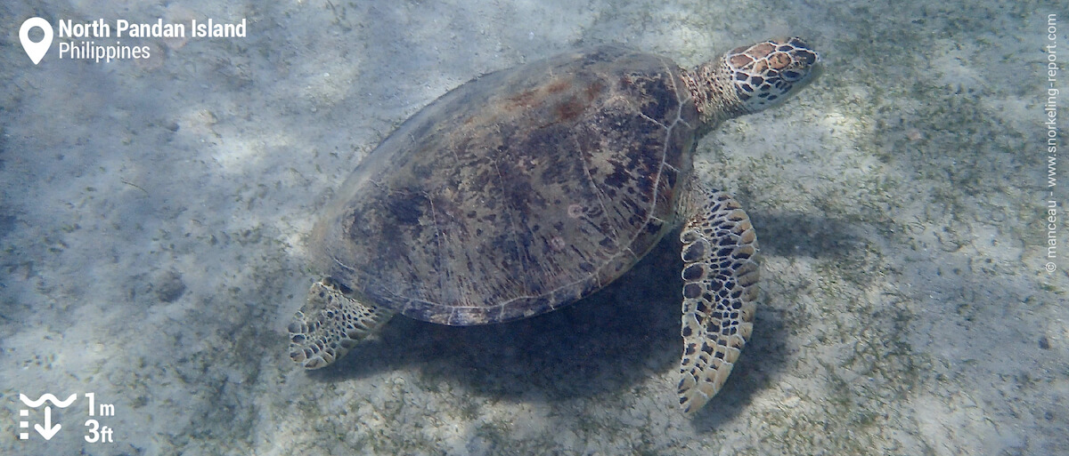 Green sea turtle in Pandan Island