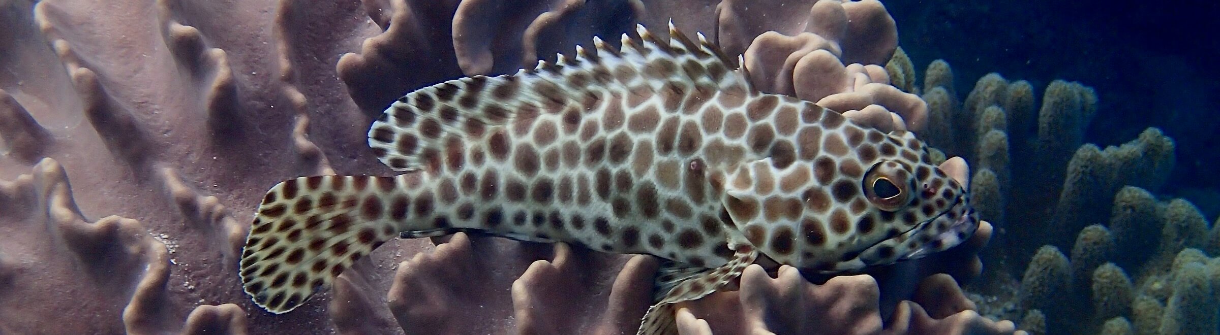 Groupers Identification Guide Snorkeling Report