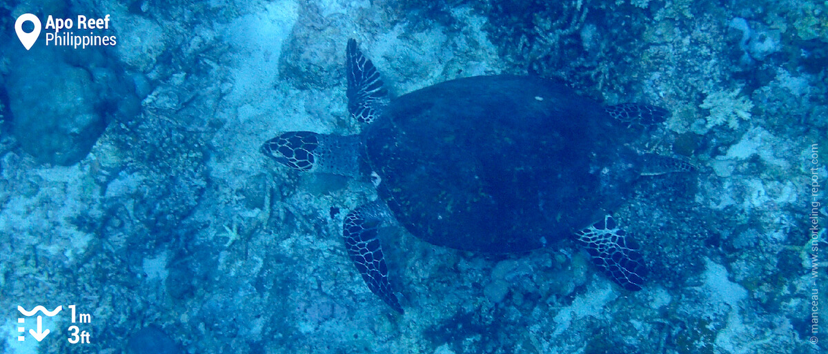 Hawksbill sea turtle at Apo Reef