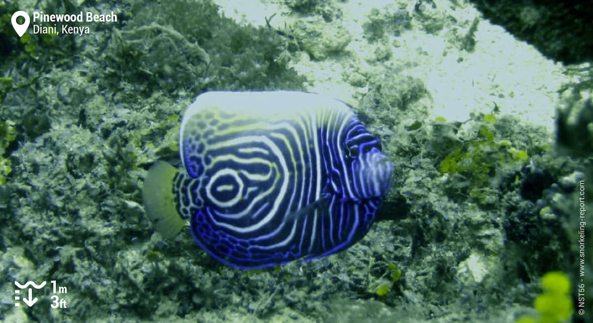 Juvenile emperor angelfish in Diani Beach