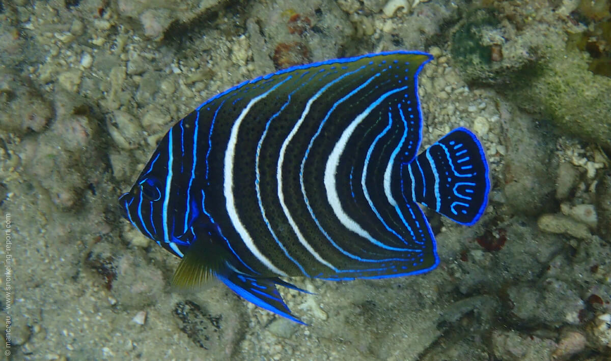 Juvenile semicircle angelfish in Nuarro Lodge