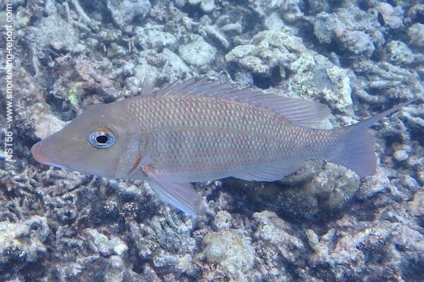 Lethrinus borbonicus