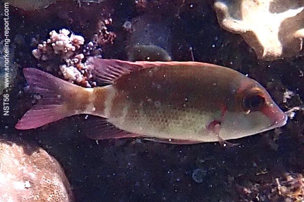 Lethrinus erythropterus