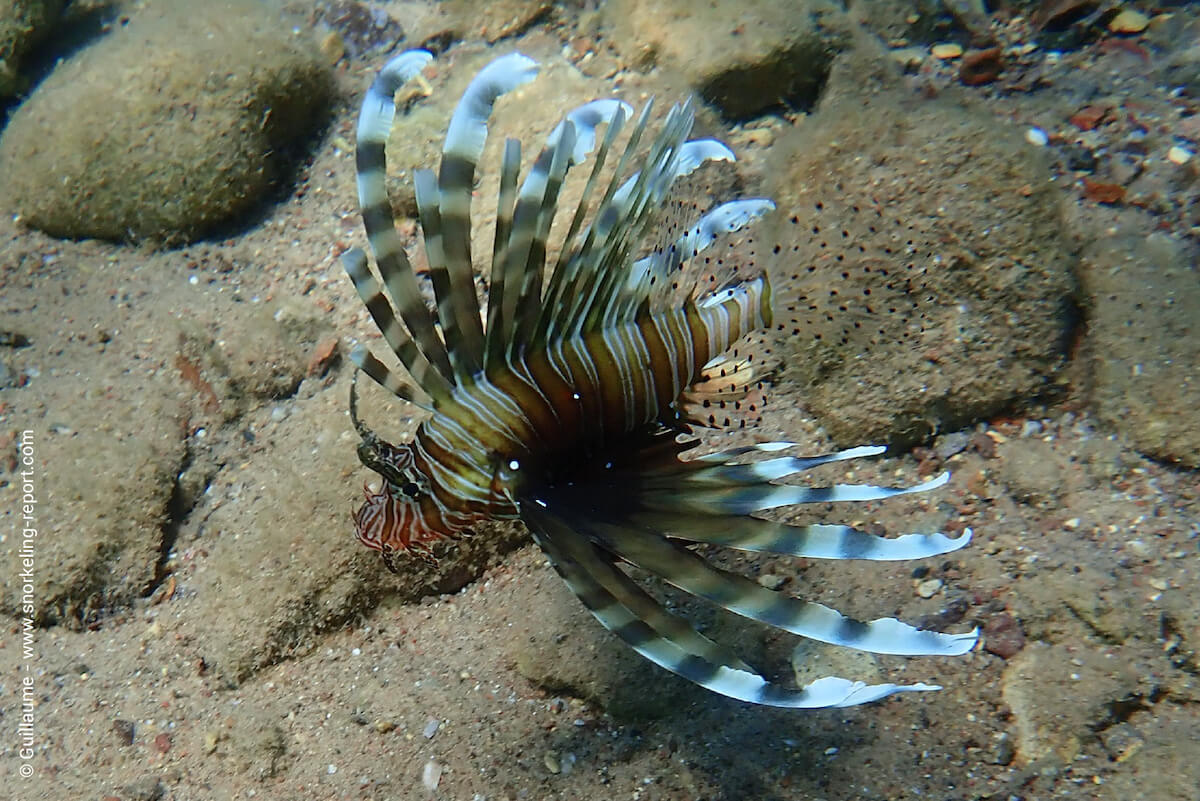 A lionfish in Dekel Beach. This species is very common in Eilat shore waters.