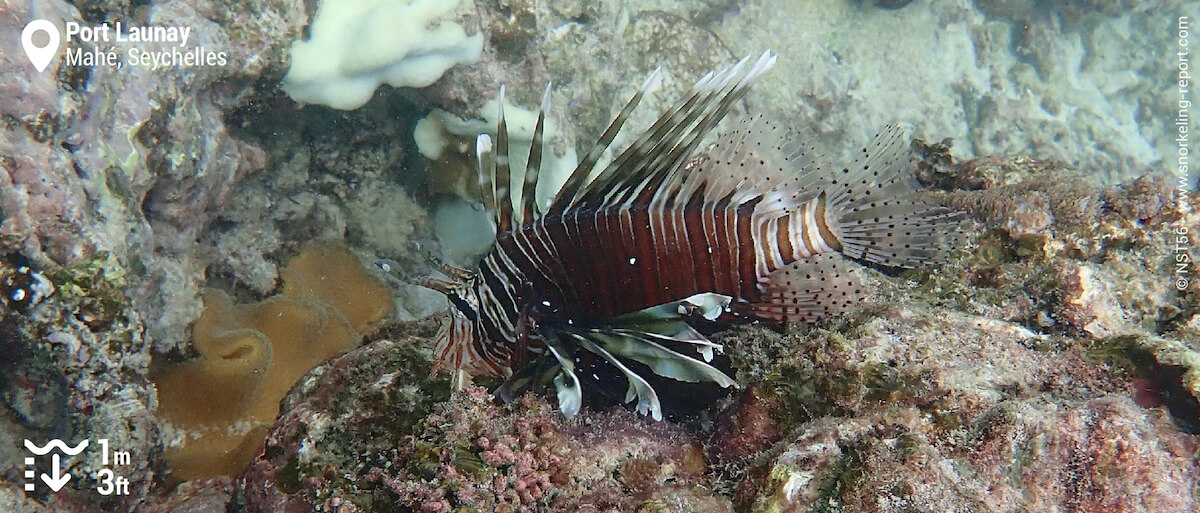 Lionfish at Port Launay