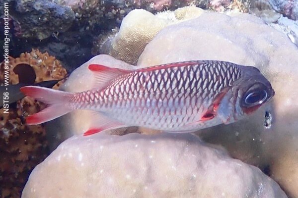 Myripristis violacea