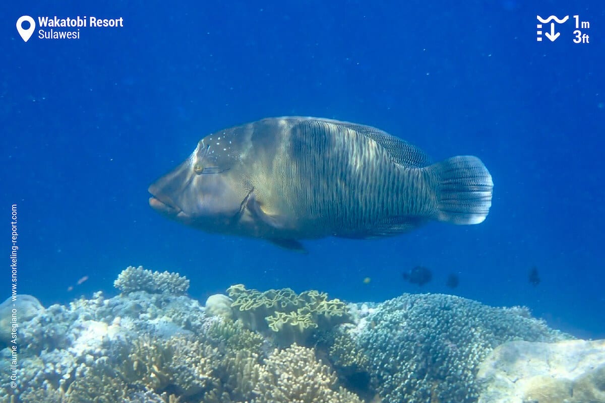 Maori wrasse at Wakatobi Resort