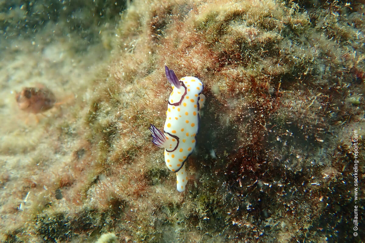 Nudibranch in Bat Yam, Tel Aviv