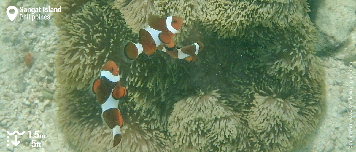 Ocellaris clownfish in Sangat Island