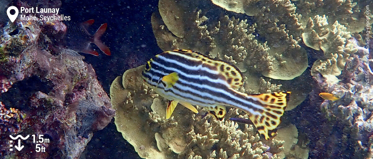 Oriental sweetlips in Port Launay