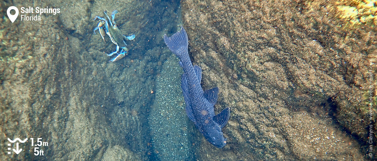 Orinoco sailfin catfish and blue crab