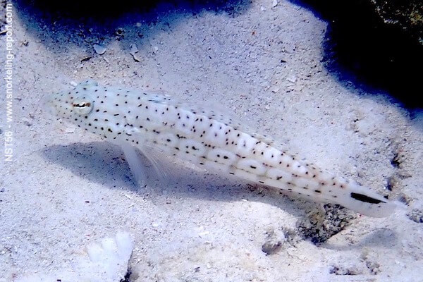 Parapercis hexophtalma