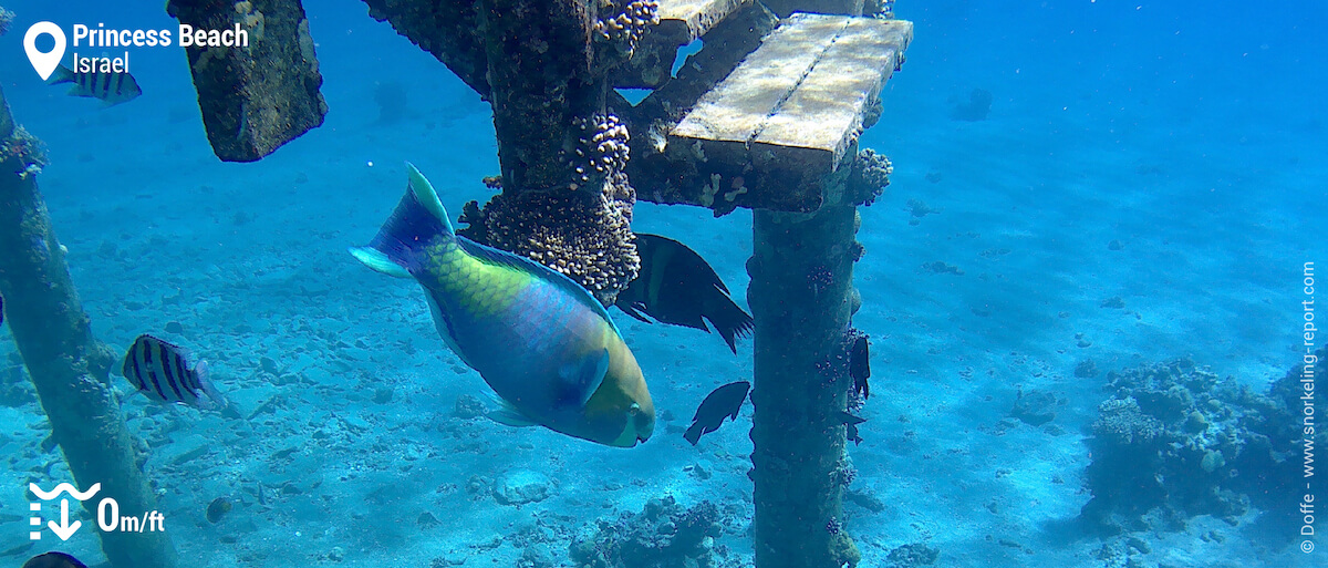 Parrotfish in Princess Beach
