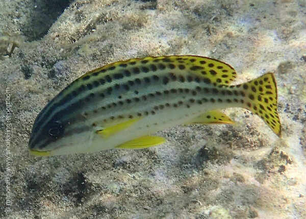 Plectorhinchus gaterinus