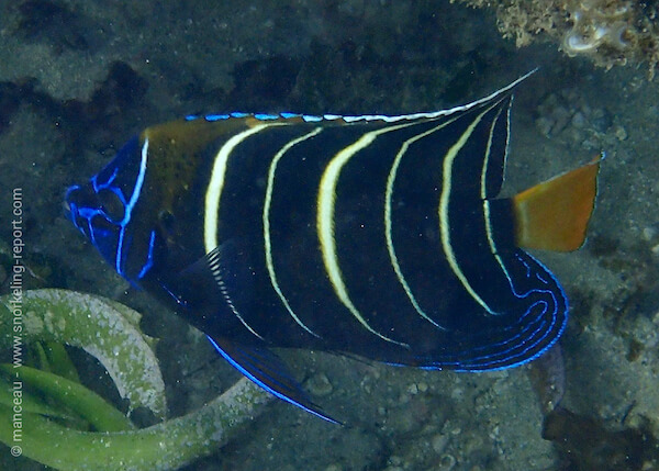 Pomacanthus chrysurus