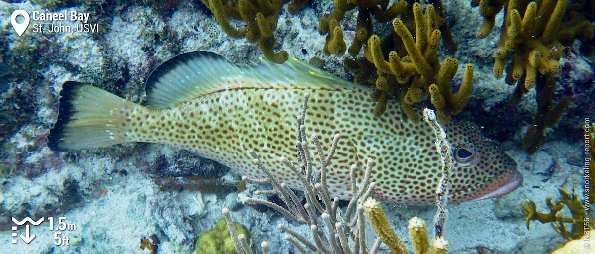 Red hind at Caneel Bay