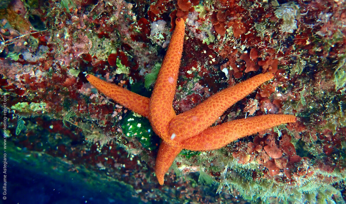 Red starfish in Ibiza