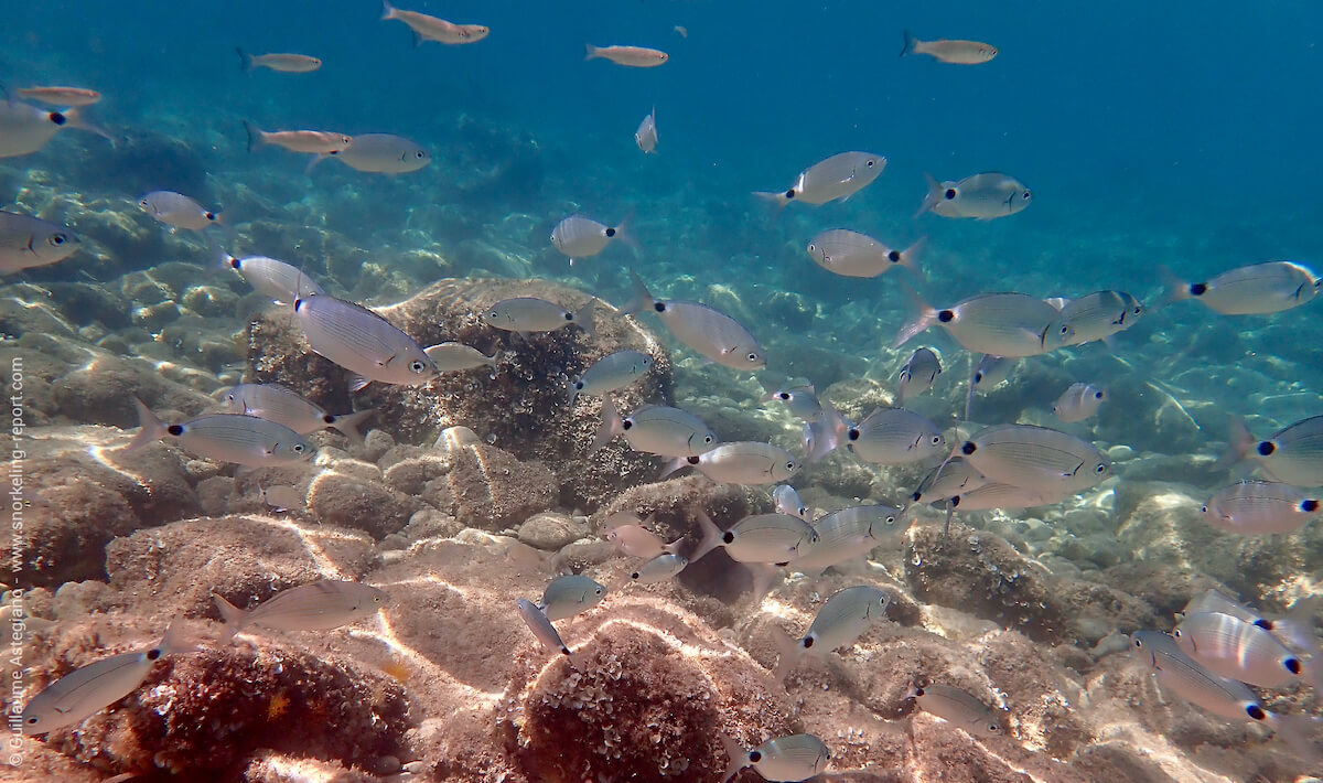 Saddled seabream in Cala Codolar