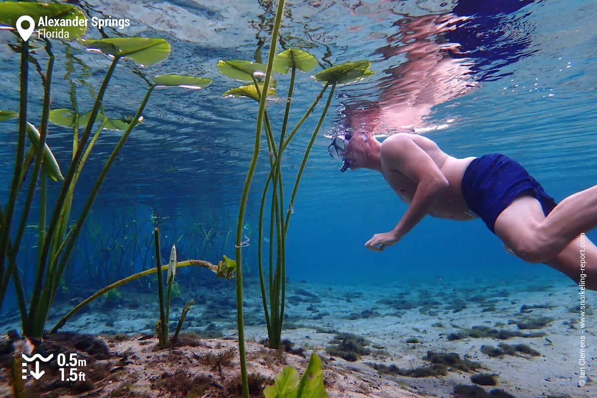 Alexander Springs boasts translucent, inviting waters.