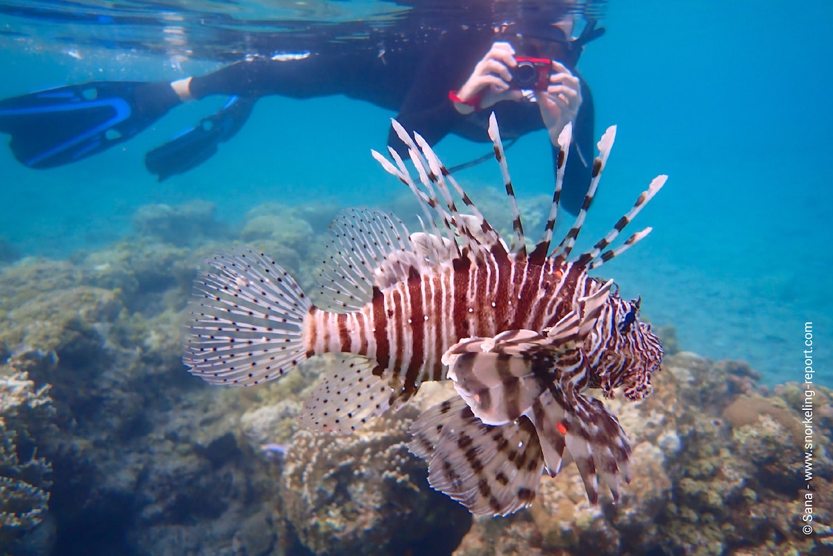 Snorkeler observing lionfish