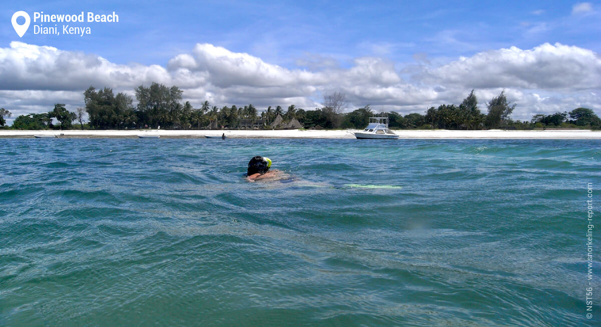 A snorkeler off Pinewood Beach Resort, Diani