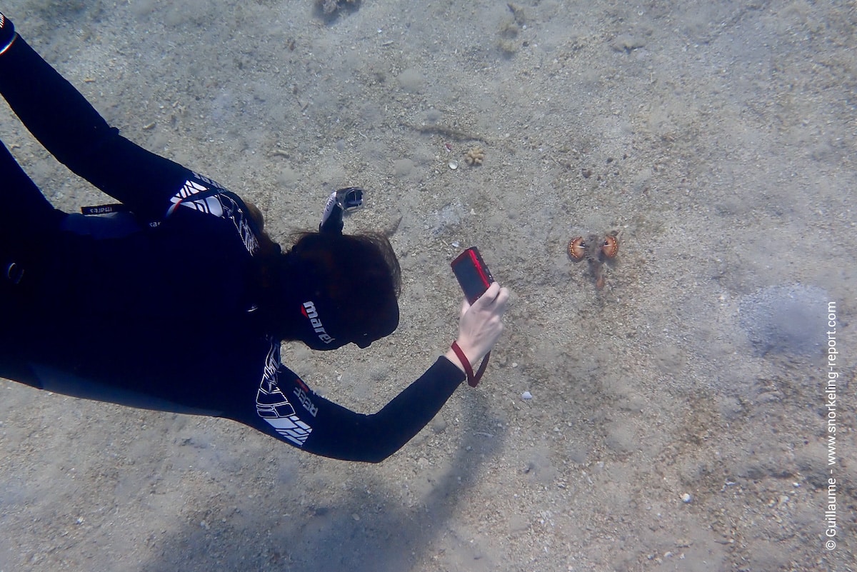 Snorkeler taking picture two-stick-stingfish Israel