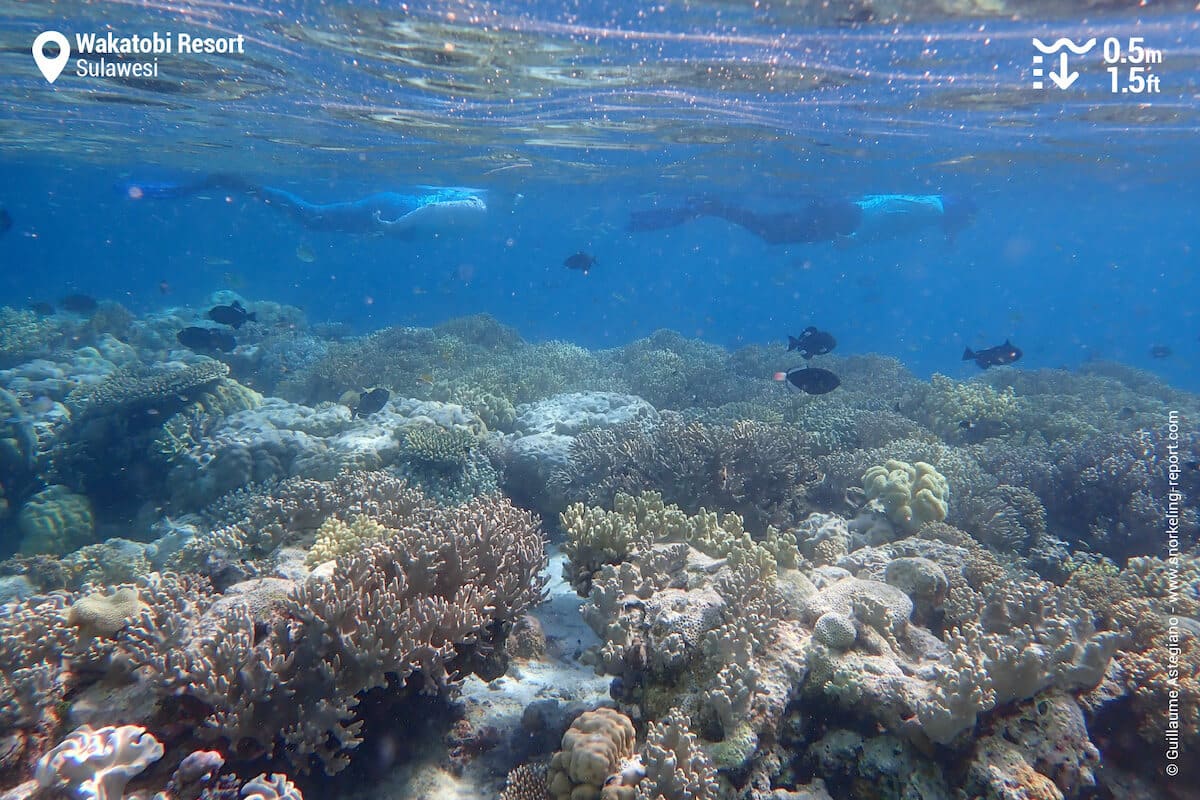 Snorkelers above Wakatobi Resort's house reef