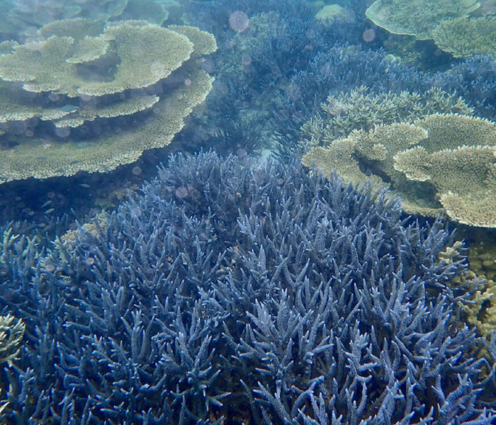 Sangat Island