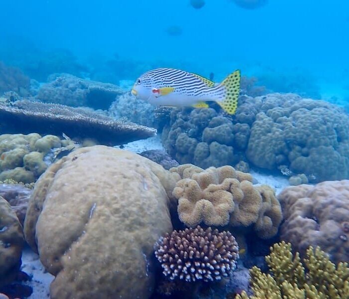 Wakatobi Resort