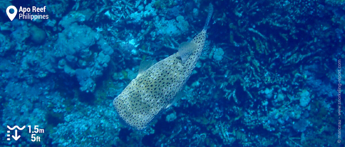 Spotfin porcupinefish in Apo Reef