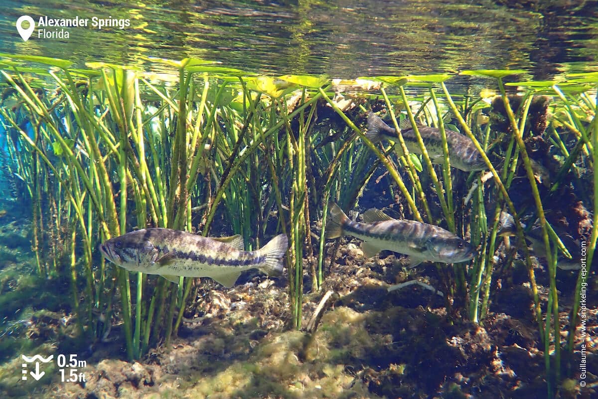 Several freshwater fish species can be spotted in Alexander Springs, including the spotted bass.