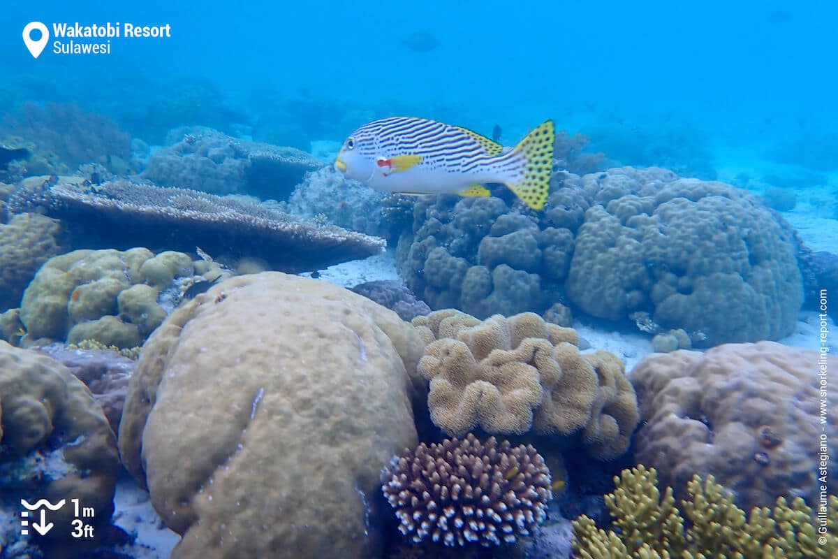 Yellowbanded sweetlips at Wakatobi House Reef