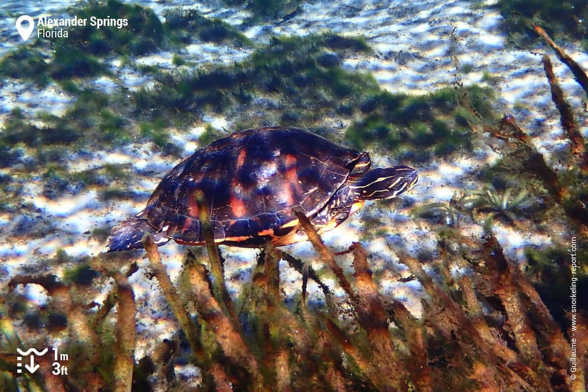 A freshwater turtle in Alexander Springs.