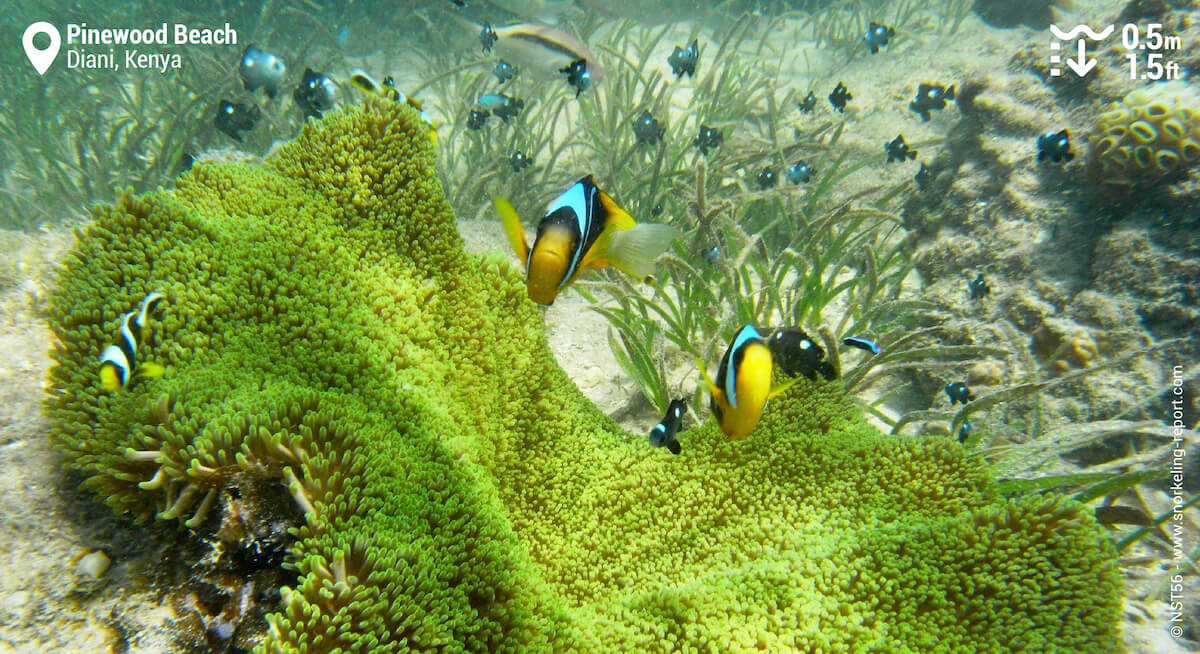 Twobar anemonefish in Diani Beach