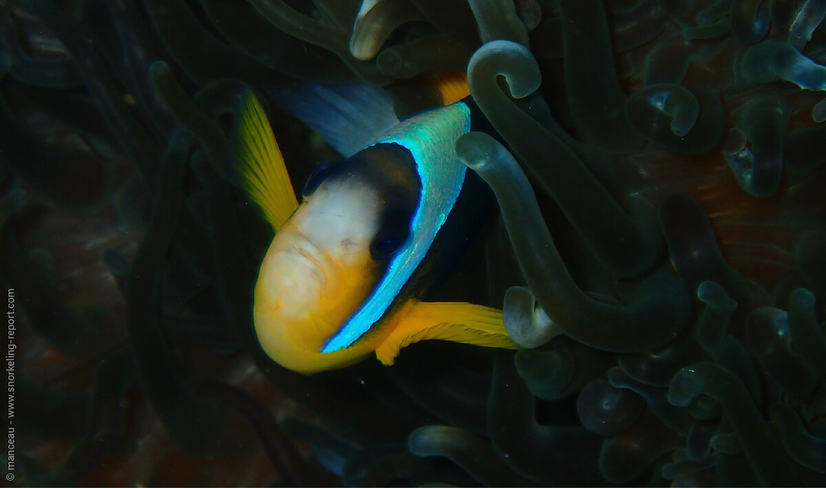 Twobar anemonefish in Nuarro Lodge