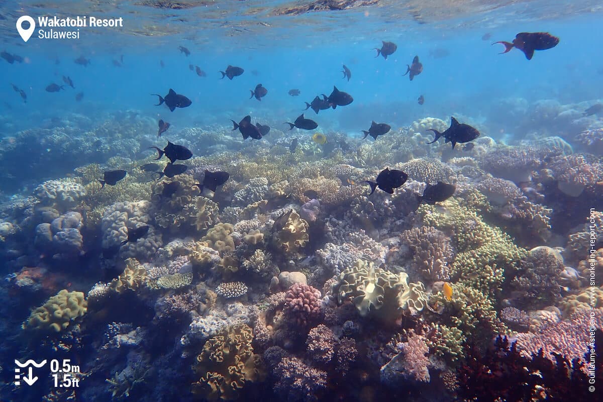 Wakatobi Resort's house reef