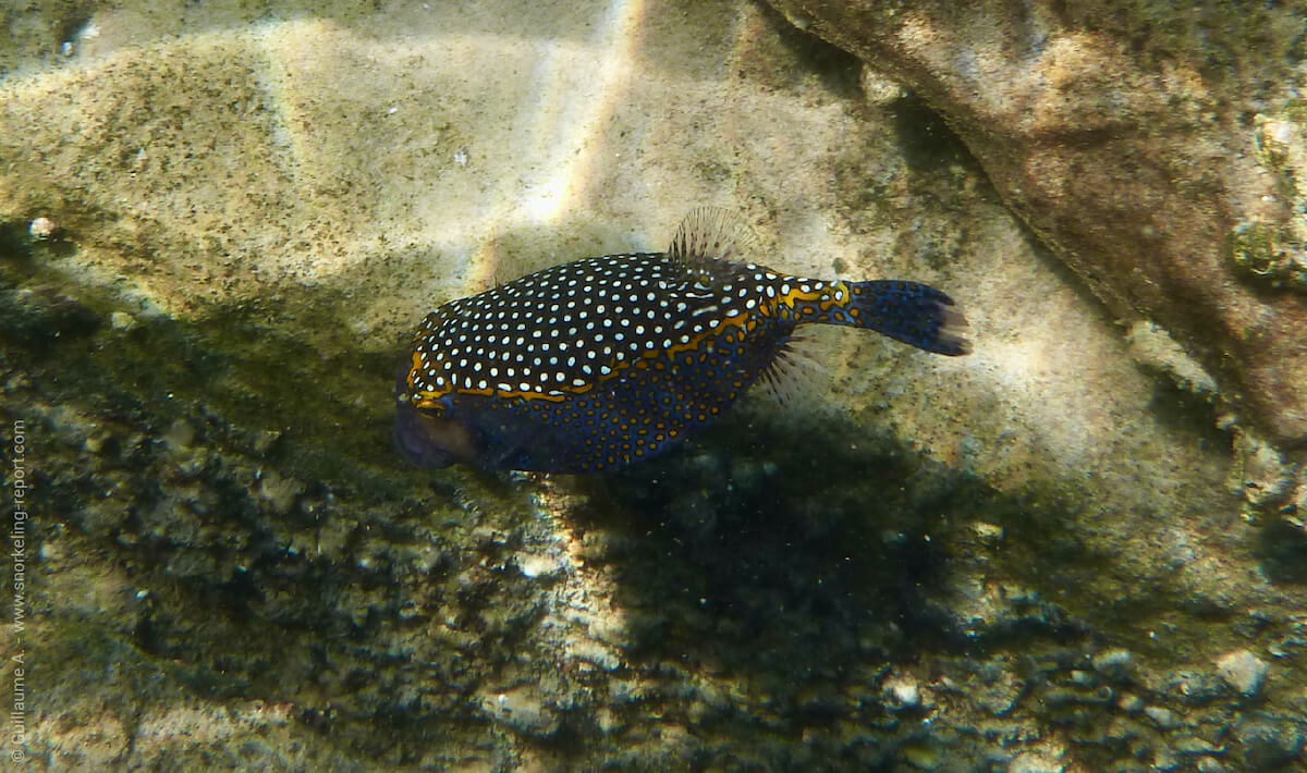 Whitespotted boxfish