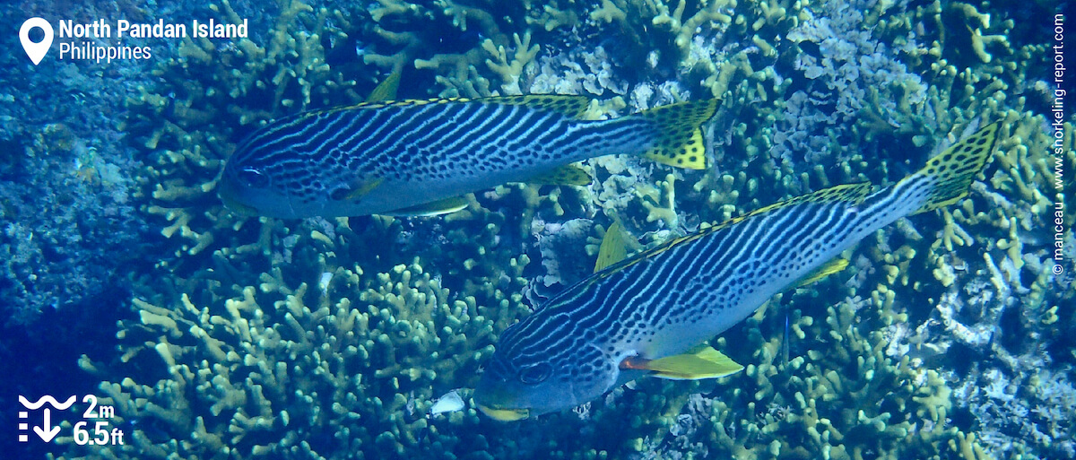 Yellowbanded sweetlips at Pandan Island