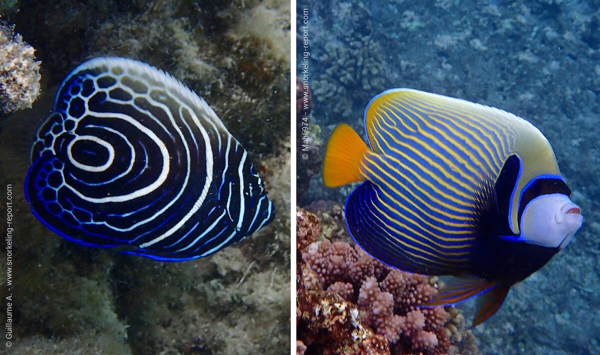 Difference between juvenile and adult emperor angelfish