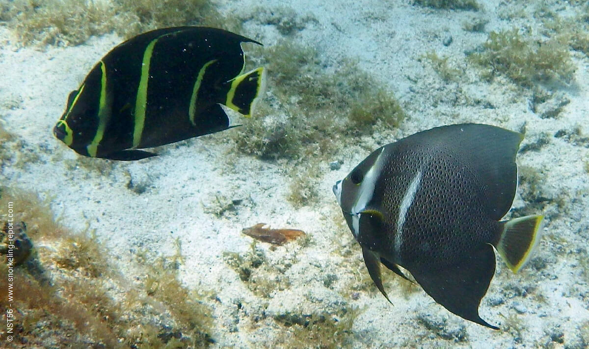 Angelfish of the Caribbean