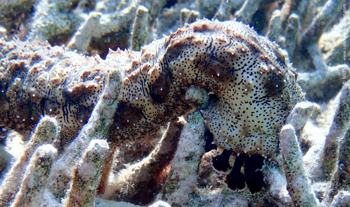 Blackspotted sea cucumber