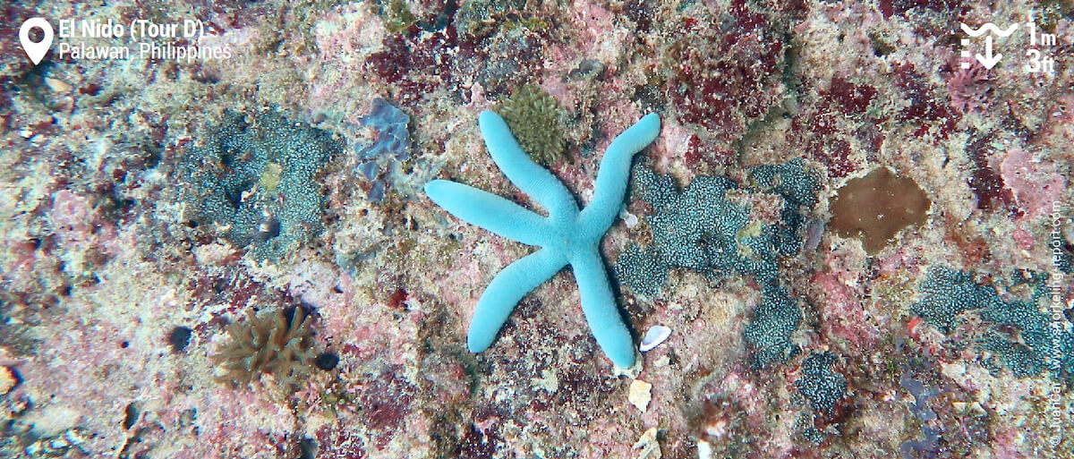 Blue sea star