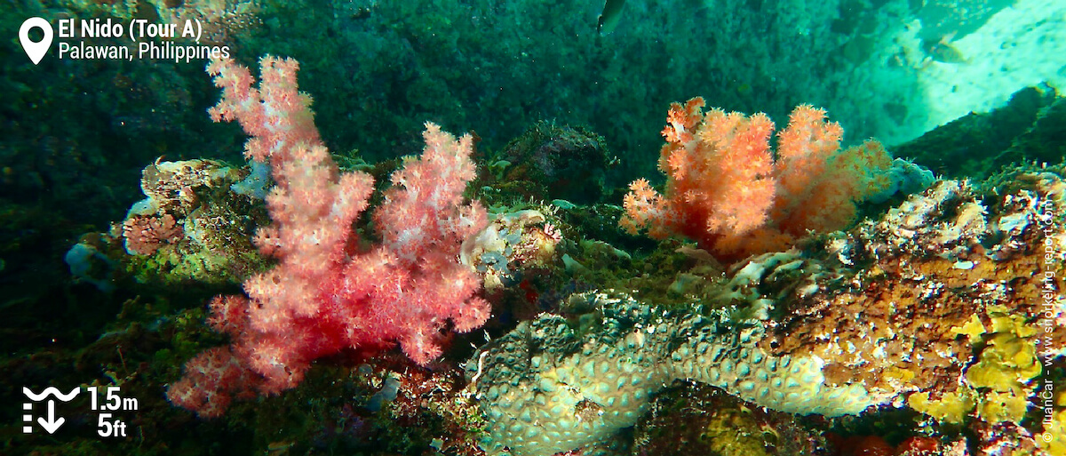 Coral at El Nido
