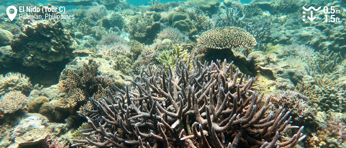 Coral reef