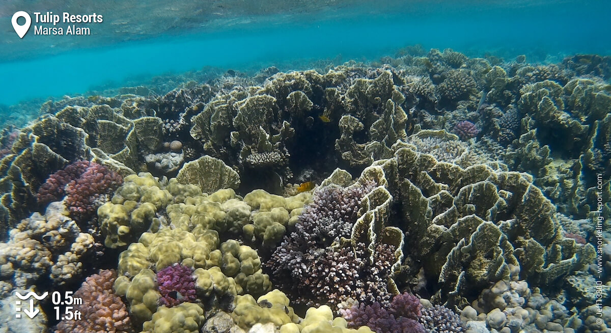 Coral reef in Tulip Resorts