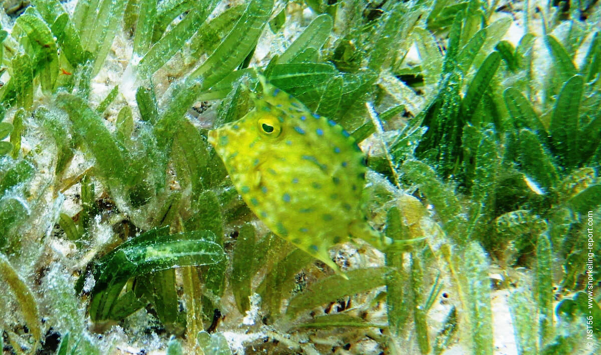 Cowfish in USVI