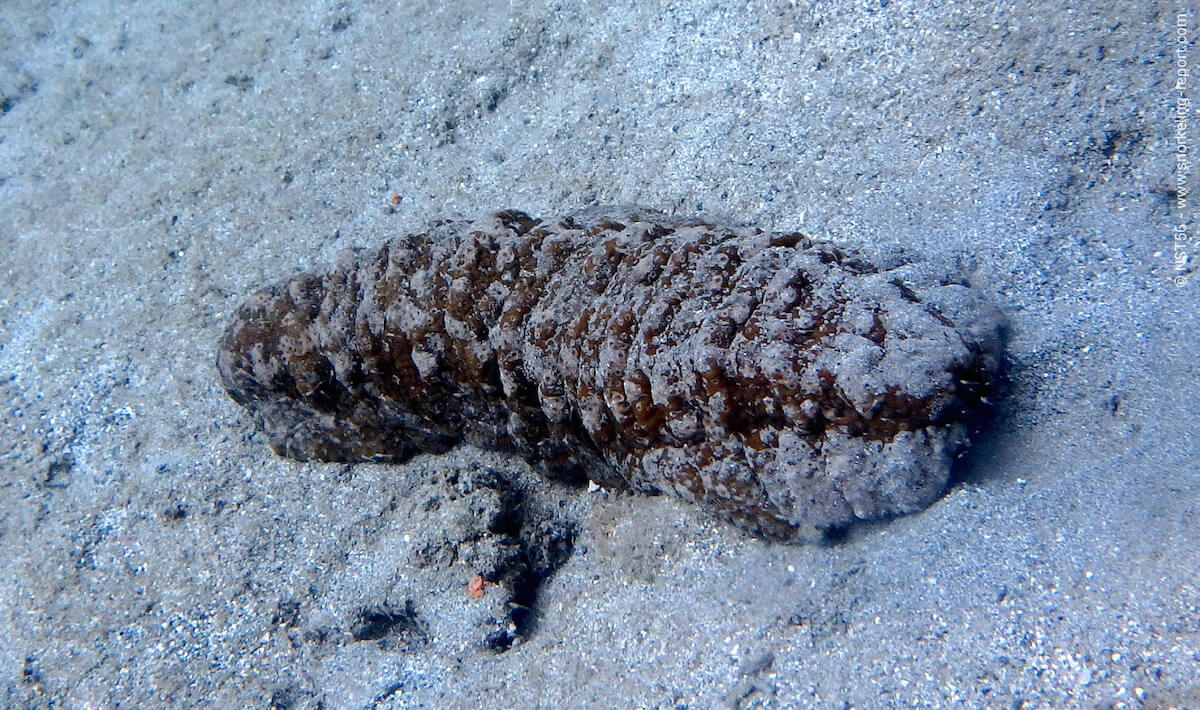 Donkey dung sea cucumber