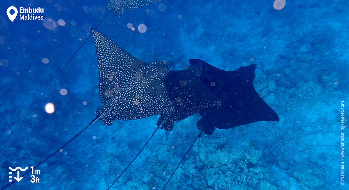 Spotted eagle rays at Embudu Village