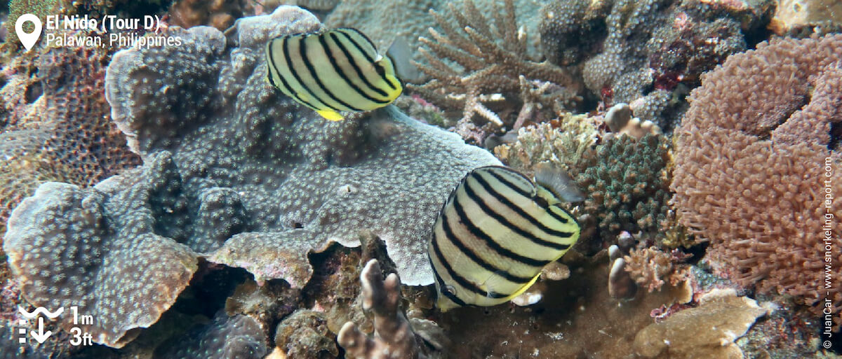 Pair of eightband butterflyfish